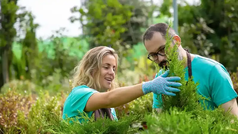Who Can Benefit From Professional Tree Services?
