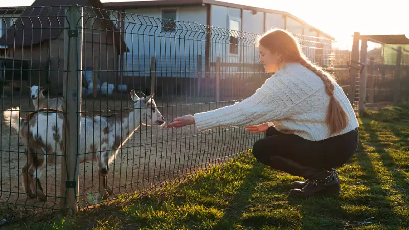 What Type of Electric Fence Wire Works Best for Rotating Small Livestock Paddocks?