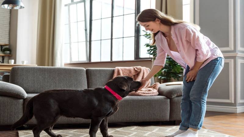 The Connection Between Proper Hygiene and Your Dog’s Overall Comfort levels