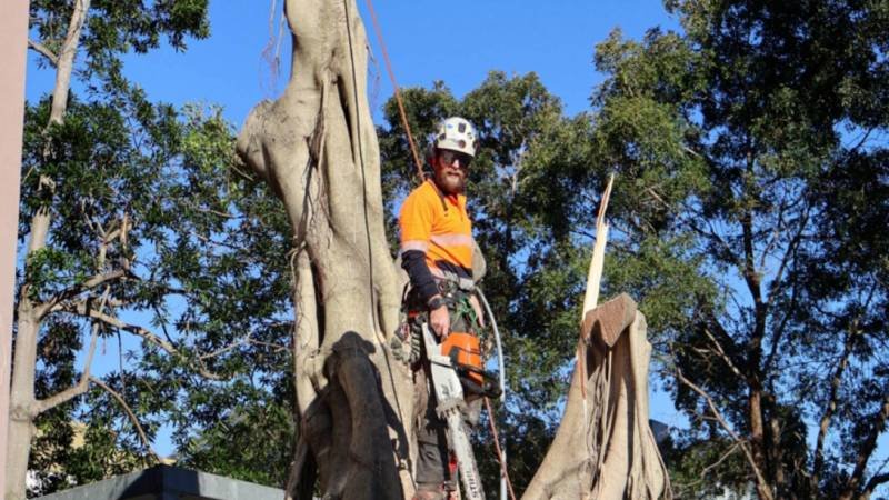 Why Qualified Arborists Are Essential for Tree Management on the Gold Coast