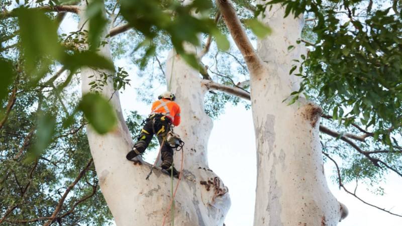 What Property Owners Should Know Before Removing Large Trees in Chatswood