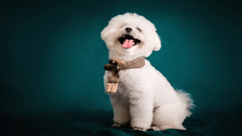 Best Small Dog Breeds for Apartment Living